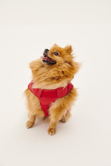 מעיל פוך Jott Rouge Dogs Woop